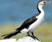 American pied shag (SciiFii)