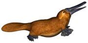 American platypus (SciiFii)