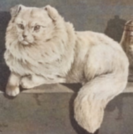 Droopy ear best sale cat