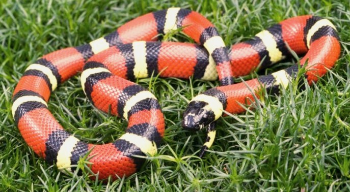 Milk snake - Wikipedia