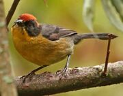 American brushfinch (SciiFii)