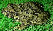 American crab-eating frog (SciiFii)