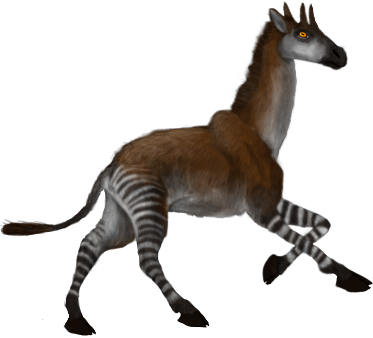 Okapi - Wikipedia