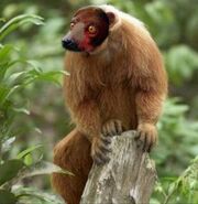 American bald lemur (SciiFii)