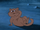 Chipmunk (Which Witch is Which?)
