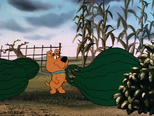 Watermelons