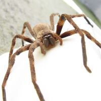 Scp 666 Scp Fanon Wiki Fandom Scp 666 Scp Fanon Wiki Fandom