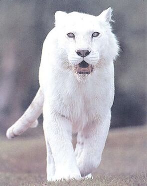 Scp-5067-j.jpg