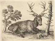 Blackwood's illustration of the Amazonian Hind.