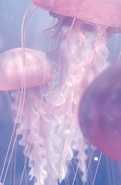 Jellyfish as Jellyfish