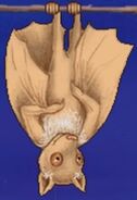 Stellalula bat