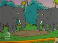 as Other Elephants