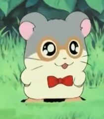 hamtaro dexter