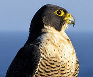 Peregrine Falcon as Giant Bird