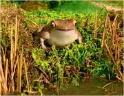 The Toad