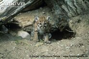 Billy the Mountain Lion Cub