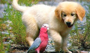 Napoleon Puppy