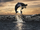 Opening to Free Willy 1998 Theater (Regal Cinemas)