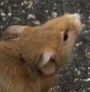 Seen behind from close-up of Louis' face.