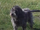 Defa (Elliott's dog from The Gold Foundation)