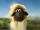 Lola (Shaun the Sheep)