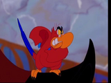 Iago the Parrot/Gallery