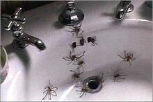 Arachnophobia