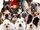 Opening to Hotel for Dogs 2009 Theater (Regal)
