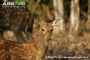 Nazz the Chital