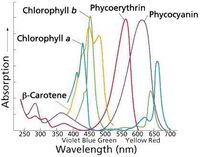 Absorption spectra