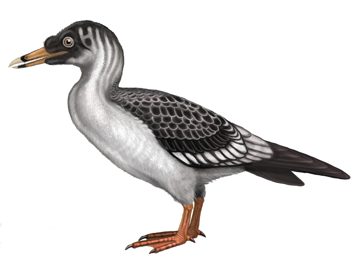 Janavis Scratchpad Video Wiki Fandom