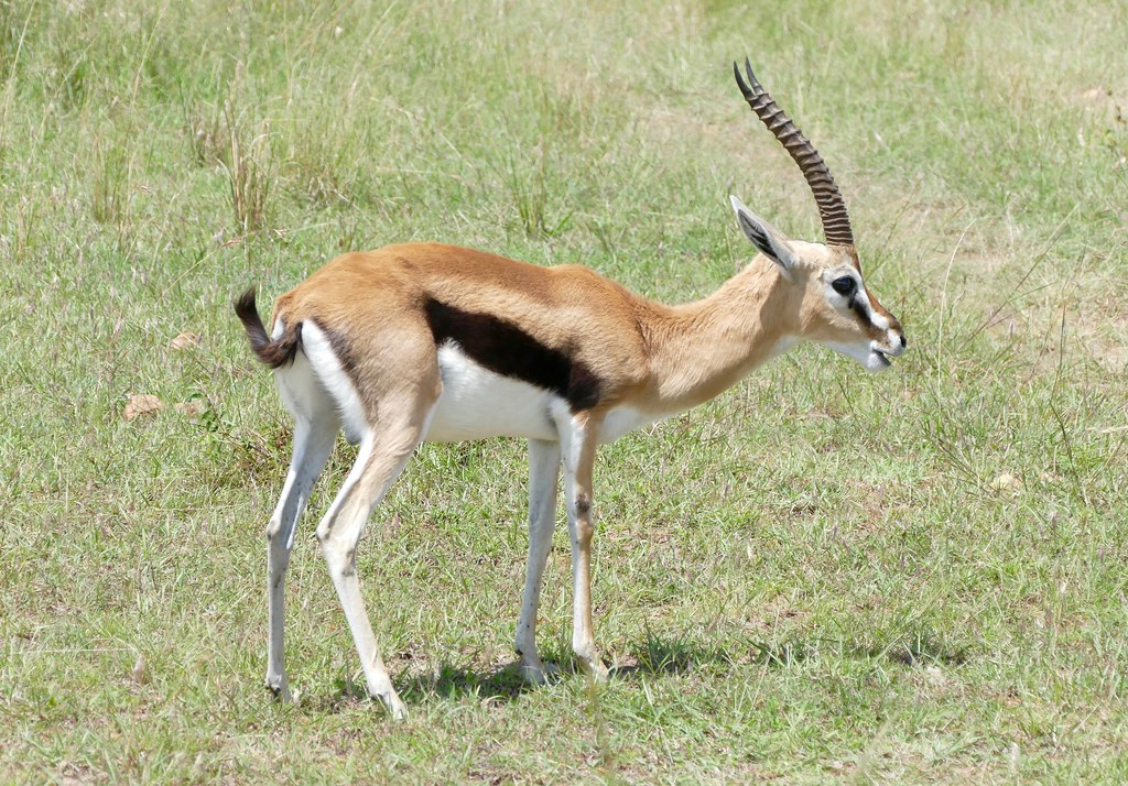 thomson's gazelle Animals beautiful, Thomson gazelle, Animals wild