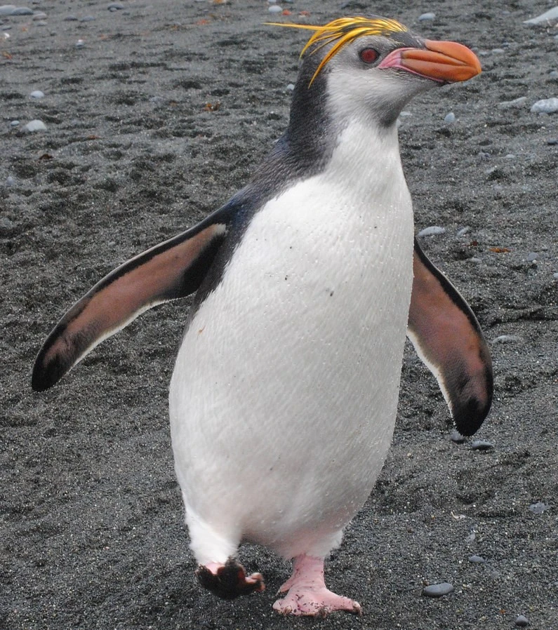 Royal Penguin Scratchpad Video Wiki Fandom