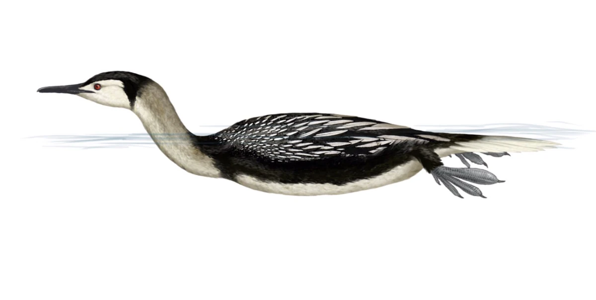 Parahesperornis Scratchpad Video Wiki Fandom