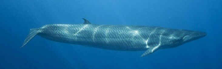 ●弓 Brazilwood Imitated Whale 4/4 ○弓 Brazilwood Imitated Whale 4/4