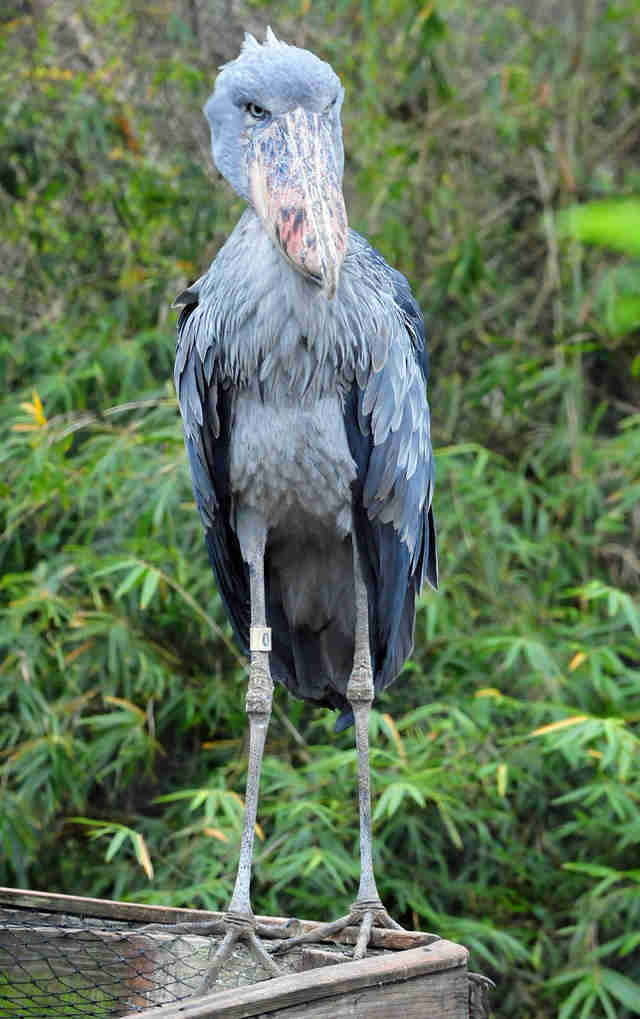 Shoebill Scratchpad Video Wiki Fandom