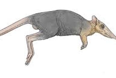 Quokka | Scratchpad Video Wiki | Fandom