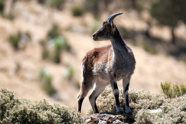 GOATBED　Weialala Wallala leialala　TYPE-A Ławostół z lamelami LAMELA | Agata