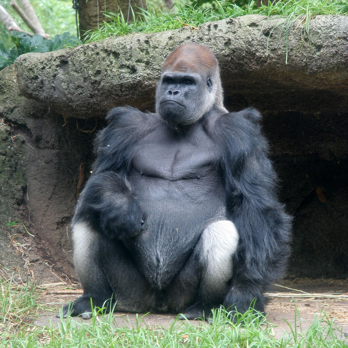 world biggest gorilla