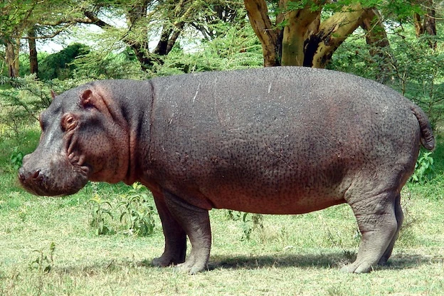 River Rumble: Hippopotamus vs. Bull Shark | Scratchpad Video Wiki | Fandom