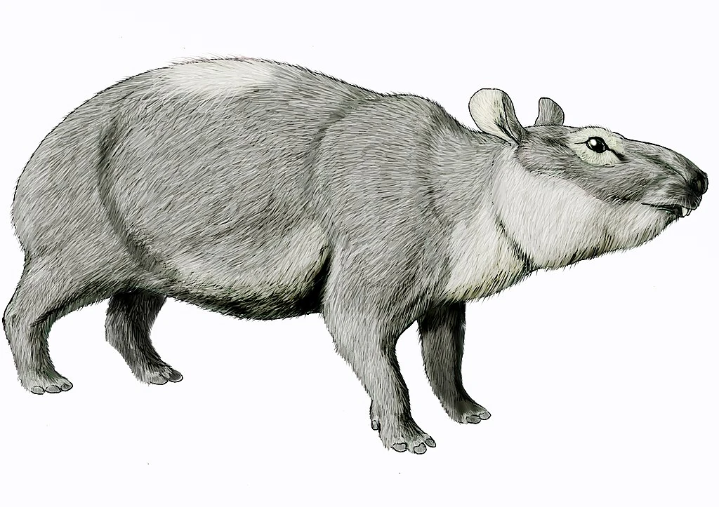 Pliohyrax Scratchpad Video Wiki Fandom