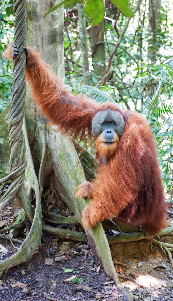 Sumatran Orangutan Scratchpad Video Wiki Fandom