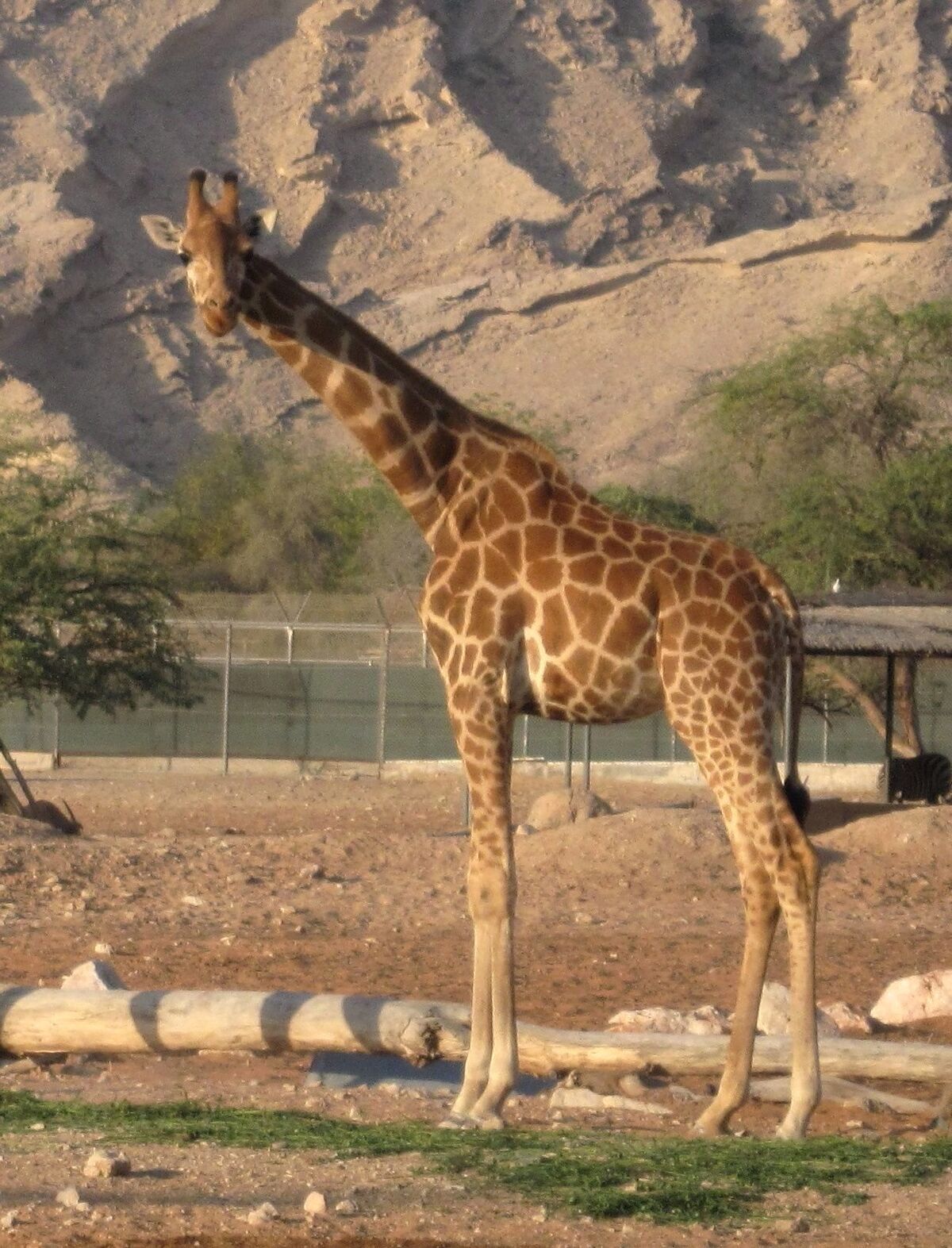 Nubian Giraffe | Scratchpad Video Wiki | Fandom