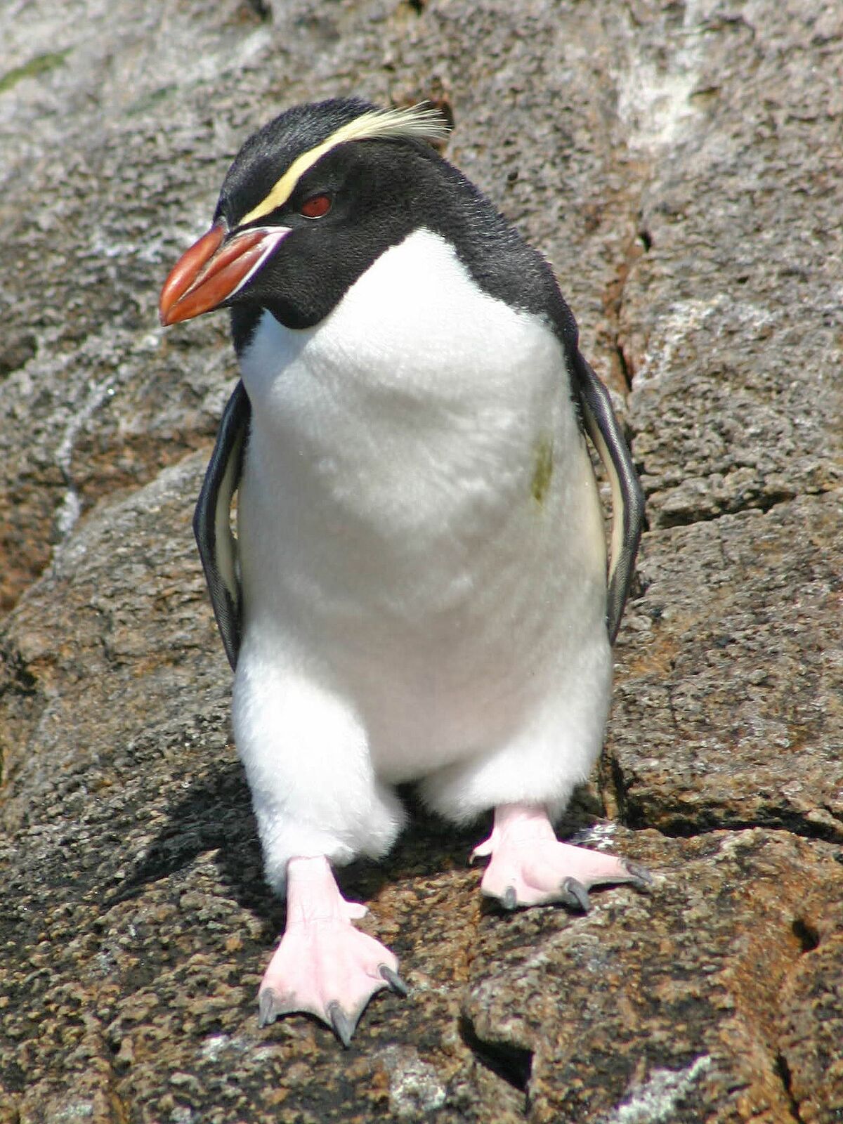 Snares Penguin Scratchpad Video Wiki Fandom