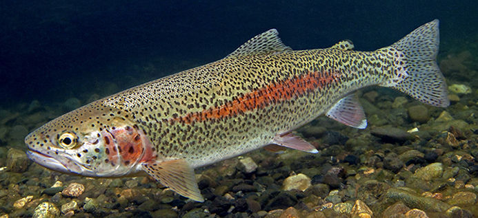 Rainbow Trout and Steelhead  National Wildlife Federation