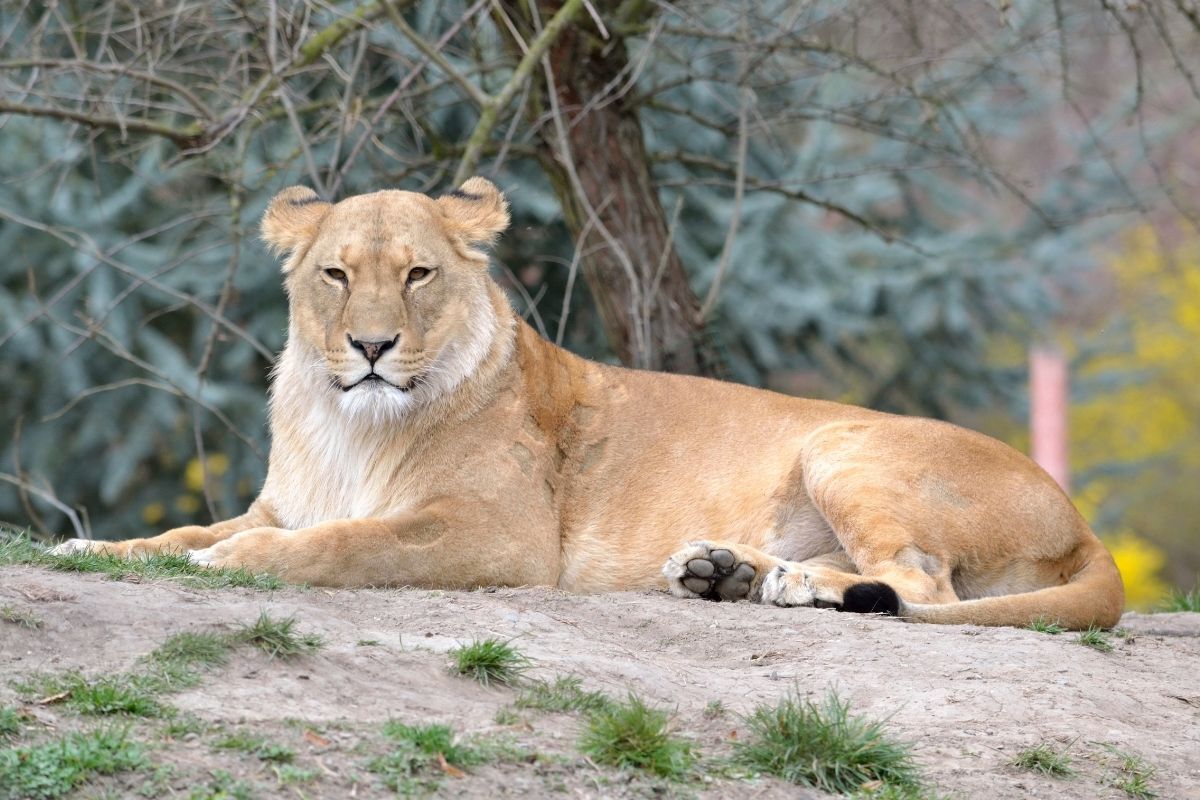 Northern Lion | Scratchpad Video Wiki | Fandom