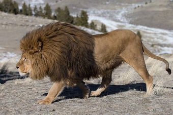 Northern Lion | Scratchpad Video Wiki | Fandom