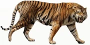 Ngandong Tiger | Scratchpad Video Wiki | Fandom