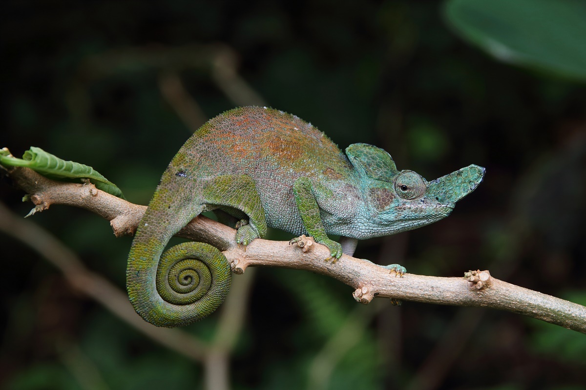 Strange-Horned Chameleon | Scratchpad Video Wiki | Fandom