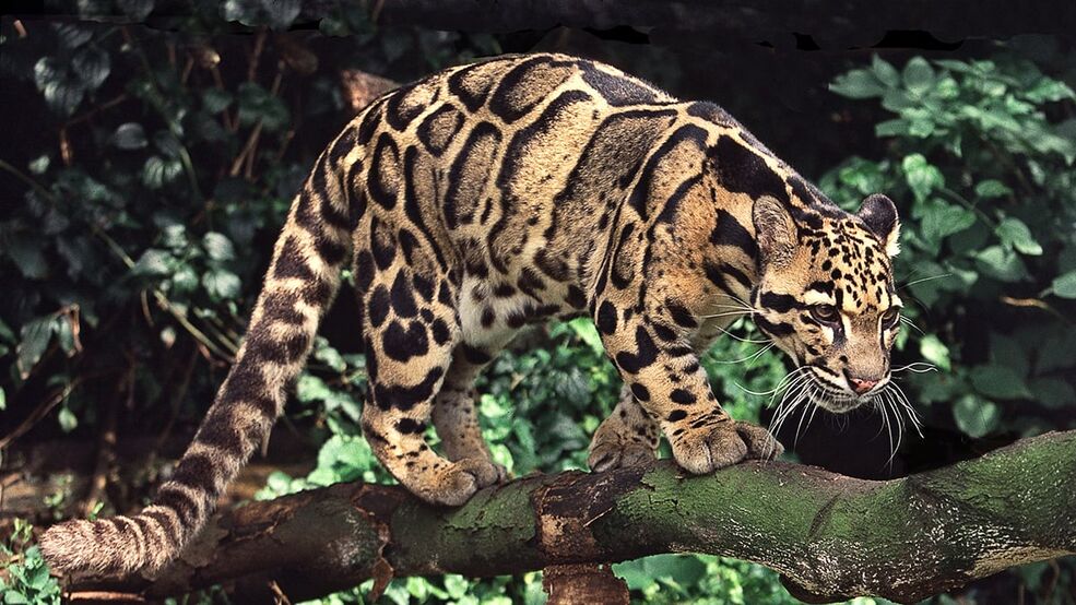 シム・シメール、【THE LITTLE CLOUDED LEOPARD】 Clouded leopard - Wikipedia
